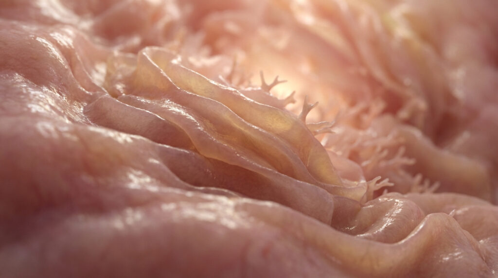 Gros plan microscopique de l'endomètre utérin, montrant une surface rose-orangée plissée avec de fines projections.